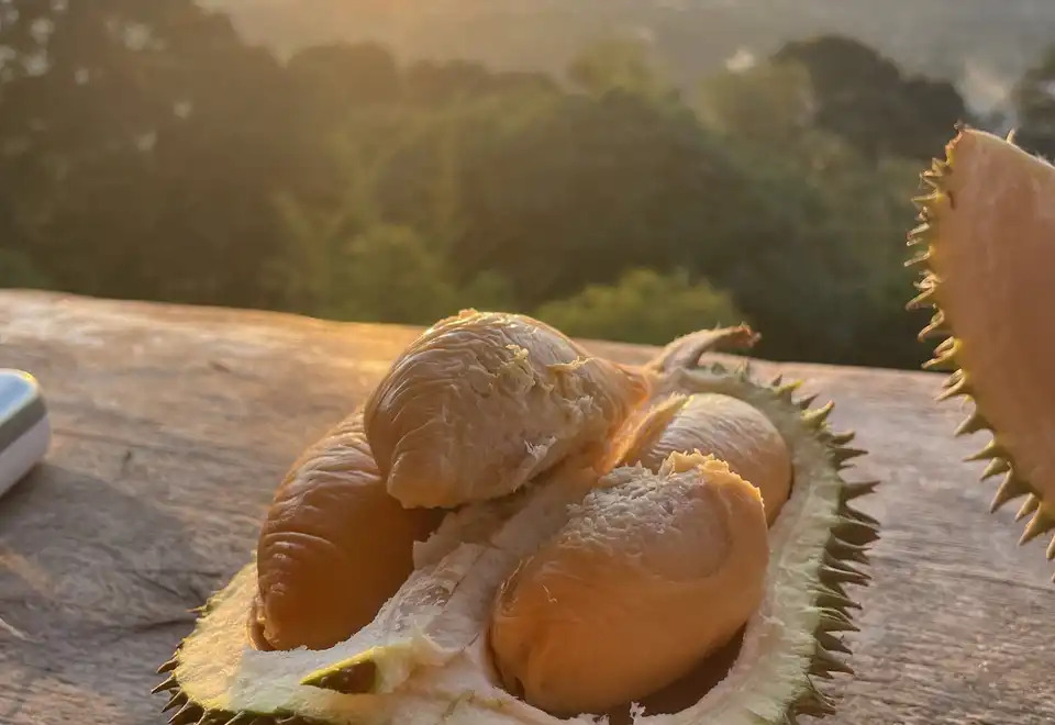 Balik Pulau Durian Farm